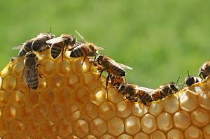 Bees in BC | Road Construction | Great Northern Bridgeworks